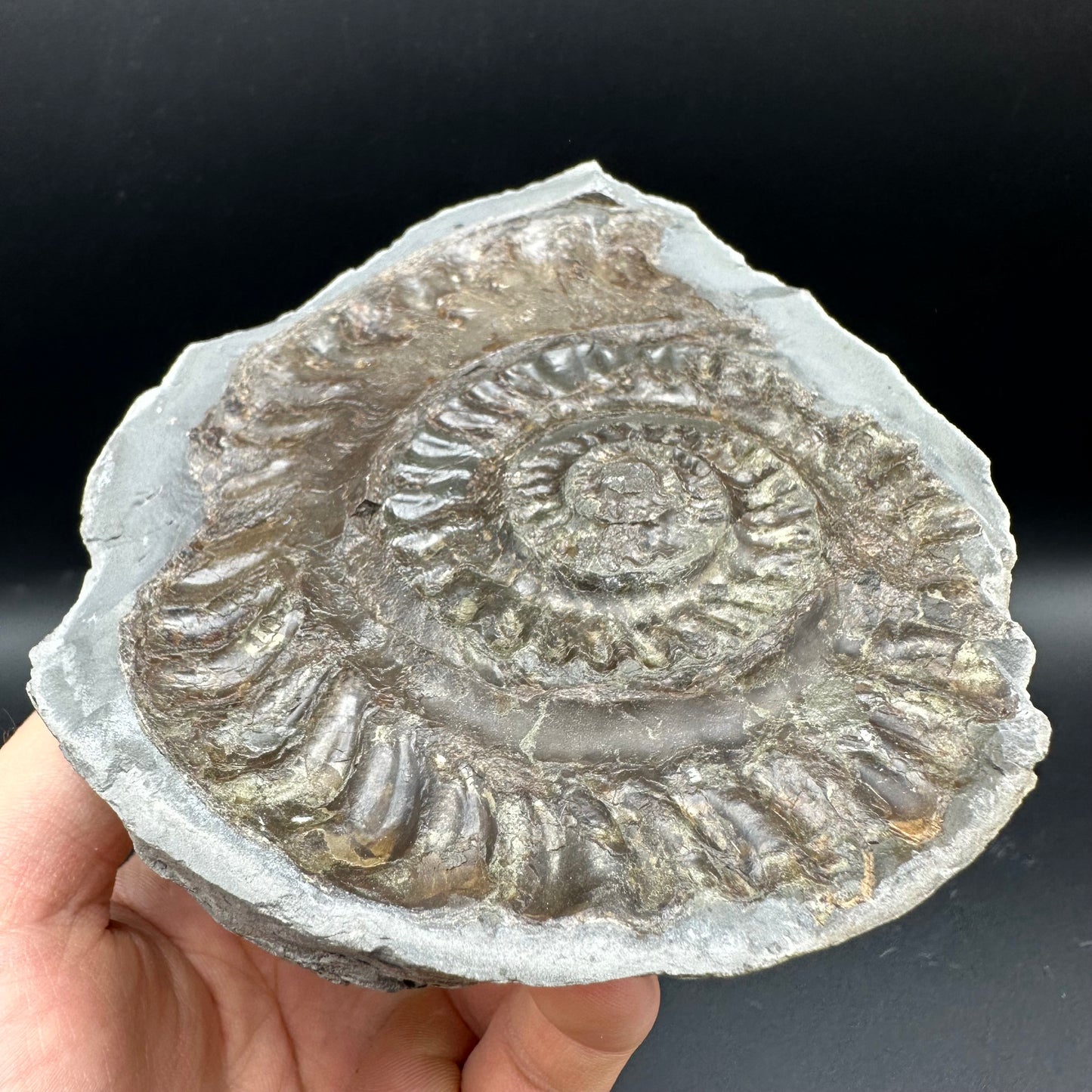Hildoceras lusitanicum Ammonite nodule (split pair) Fossil With Stand - Whitby, North Yorkshire Jurassic Coast Yorkshire Fossils