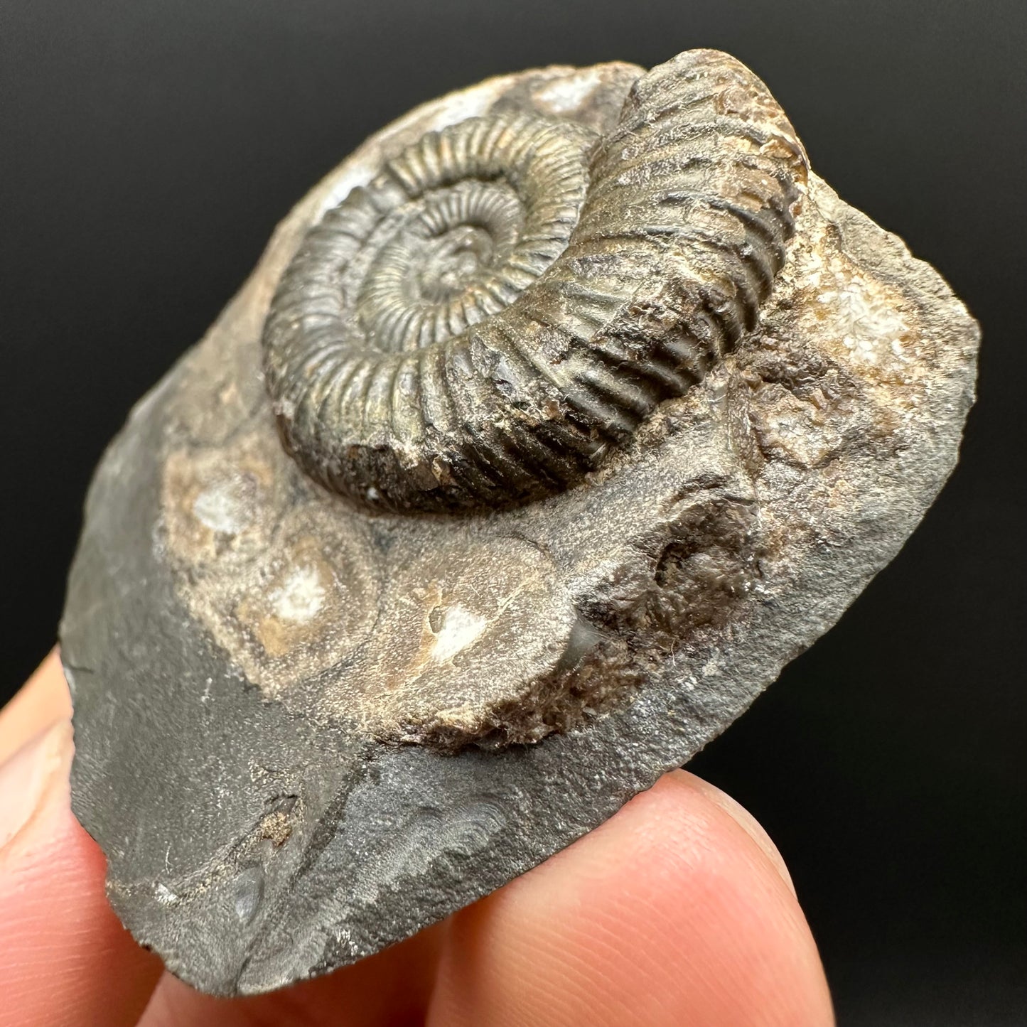 Dactylioceras Ammonite Fossil Gift Set - Whitby, North Yorkshire Jurassic Coast Yorkshire Fossils