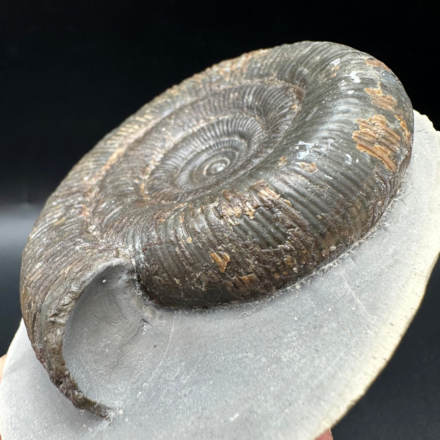 Dactylioceras clevelandicum Ammonite fossil with box and stand - Whitby, North Yorkshire Jurassic Coast