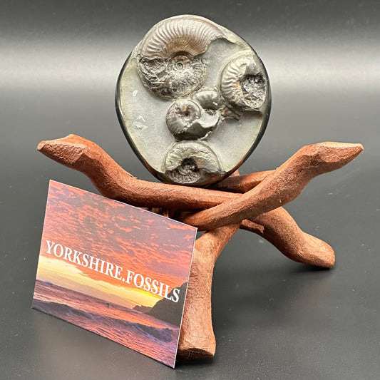 Golden Egg (GENUINE) Ammonite Fossil With Stand - Whitby, North Yorkshire Jurassic Coast Yorkshire Fossils