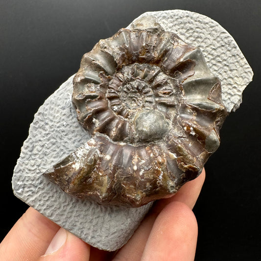 Androgynoceras maculatum ammonite fossil with box and stand - Whitby, North Yorkshire Jurassic Coast Yorkshire Fossils