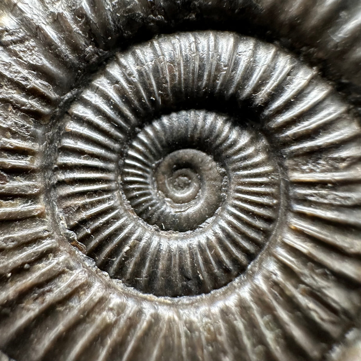 Dactylioceras Ammonite Fossil With Stand - Whitby, North Yorkshire Jurassic Coast Yorkshire Fossils