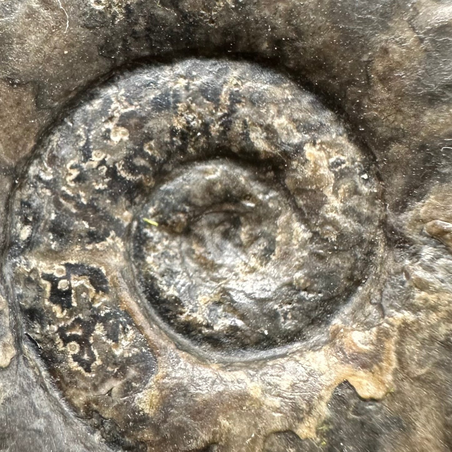 Grammoceras thoaurense Ammonite shell fossil with box and stand - Whitby, North Yorkshire, Yorkshire Fossils from the Jurassic Coast