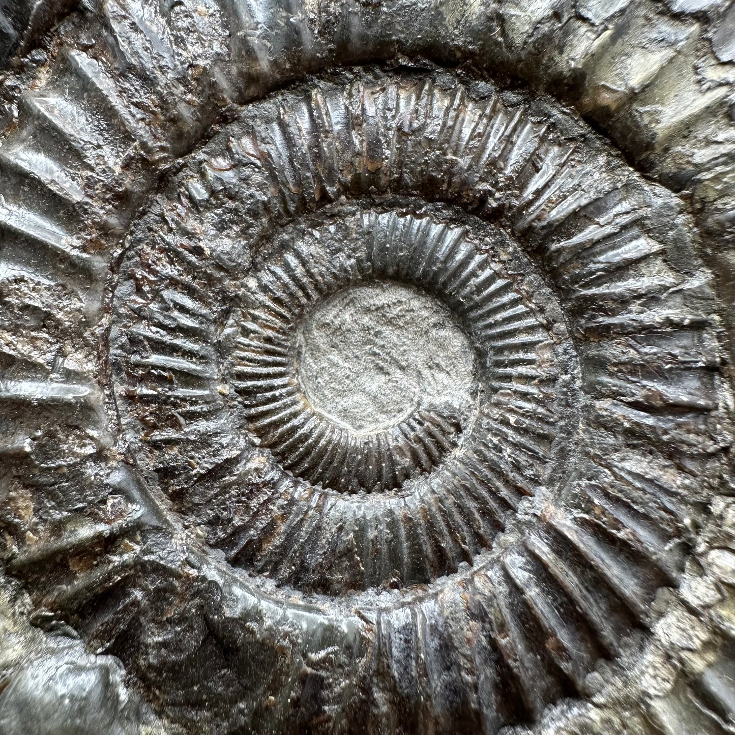 Dactylioceras Ammonite Fossil With box and Stand - Whitby, North Yorkshire Jurassic Coast Yorkshire Fossils