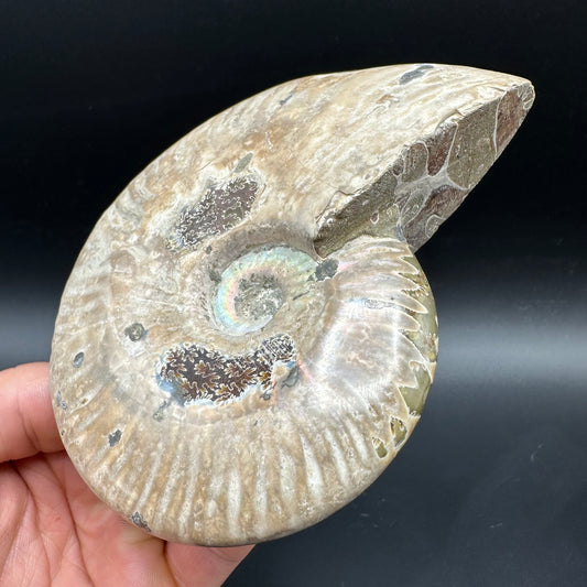 Cleoniceras Ammonite Fossil With Box And Stand - Cretaceous Ammonite Madagascar