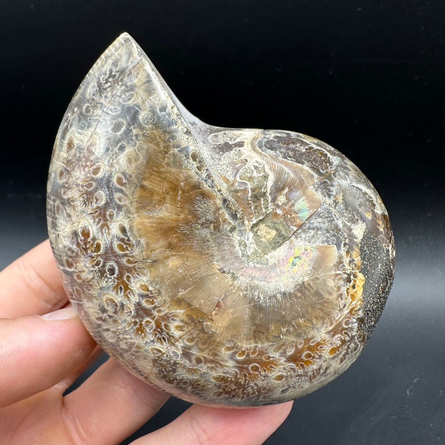 Phylloceras Ammonite Fossil With Box And Stand - Cretaceous Ammonite Madagascar