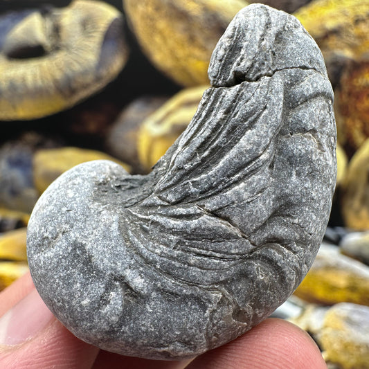 Gryphaea shell fossil - Whitby, North Yorkshire