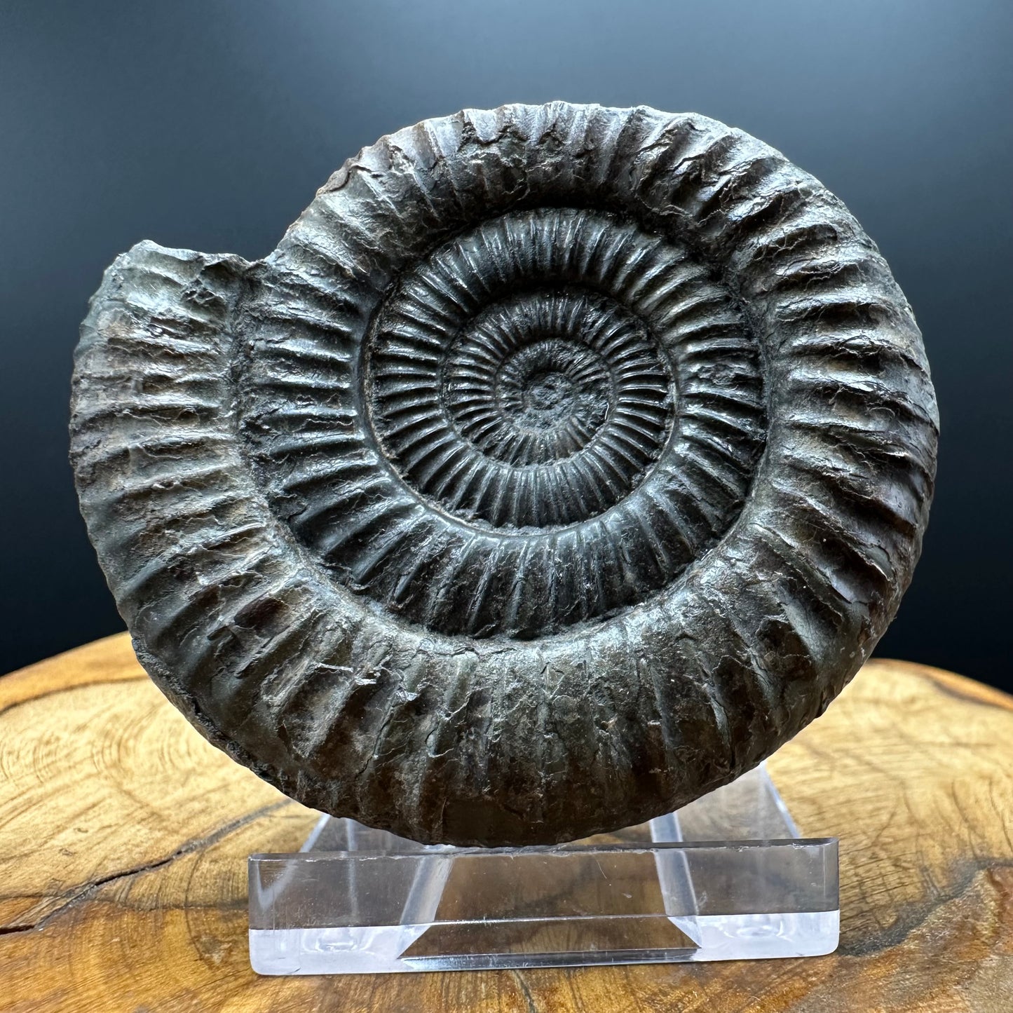 Dactylioceras Ammonite Fossil With box and Stand - Whitby, North Yorkshire Jurassic Coast Yorkshire Fossils