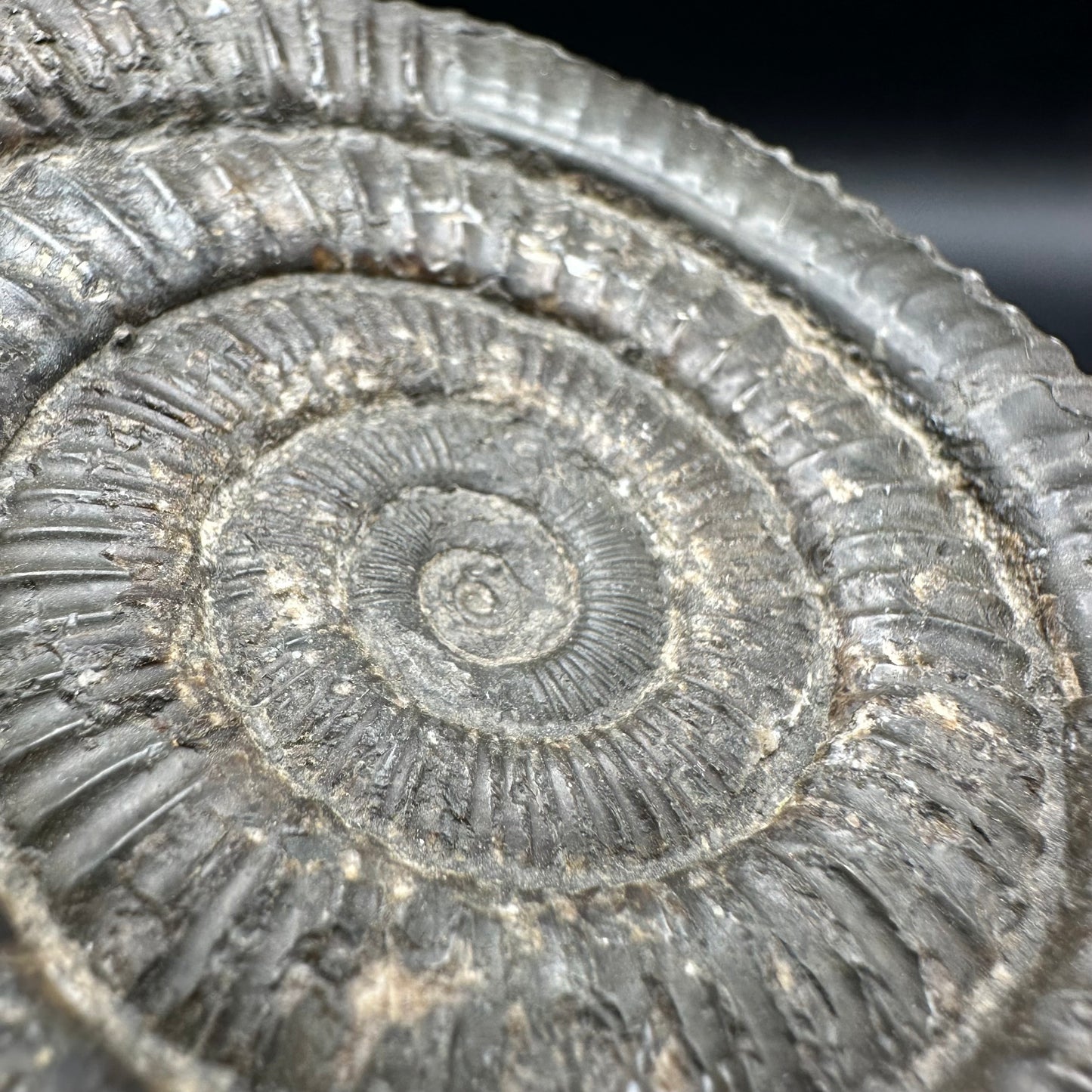 Dactylioceras Ammonite Fossil With Box And Stand - Whitby, North Yorkshire Jurassic Coast Yorkshire Fossils