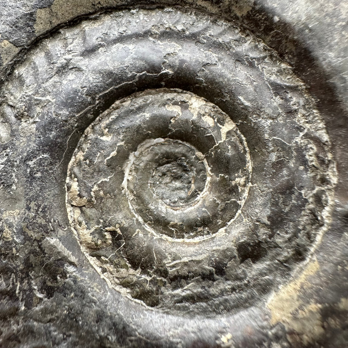 Hildoceras Bifrons Ammonite fossil with stand - Whitby, North Yorkshire Jurassic Coast, Yorkshire Fossils from the Jurassic Coast