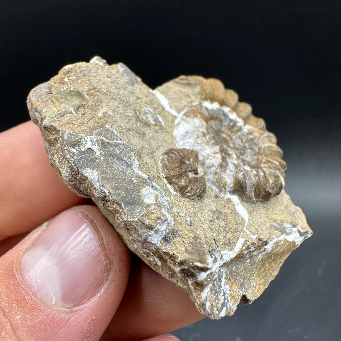 Androgynoceras capricornus Ammonite Fossil With Box And Stand - Whitby, North Yorkshire Jurassic Coast Yorkshire Fossils