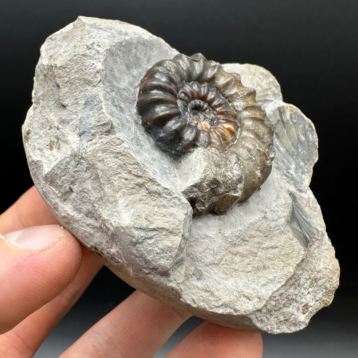 Androgynoceras maculatum ammonite fossil with box and stand - Whitby, North Yorkshire Jurassic Coast Yorkshire Fossils