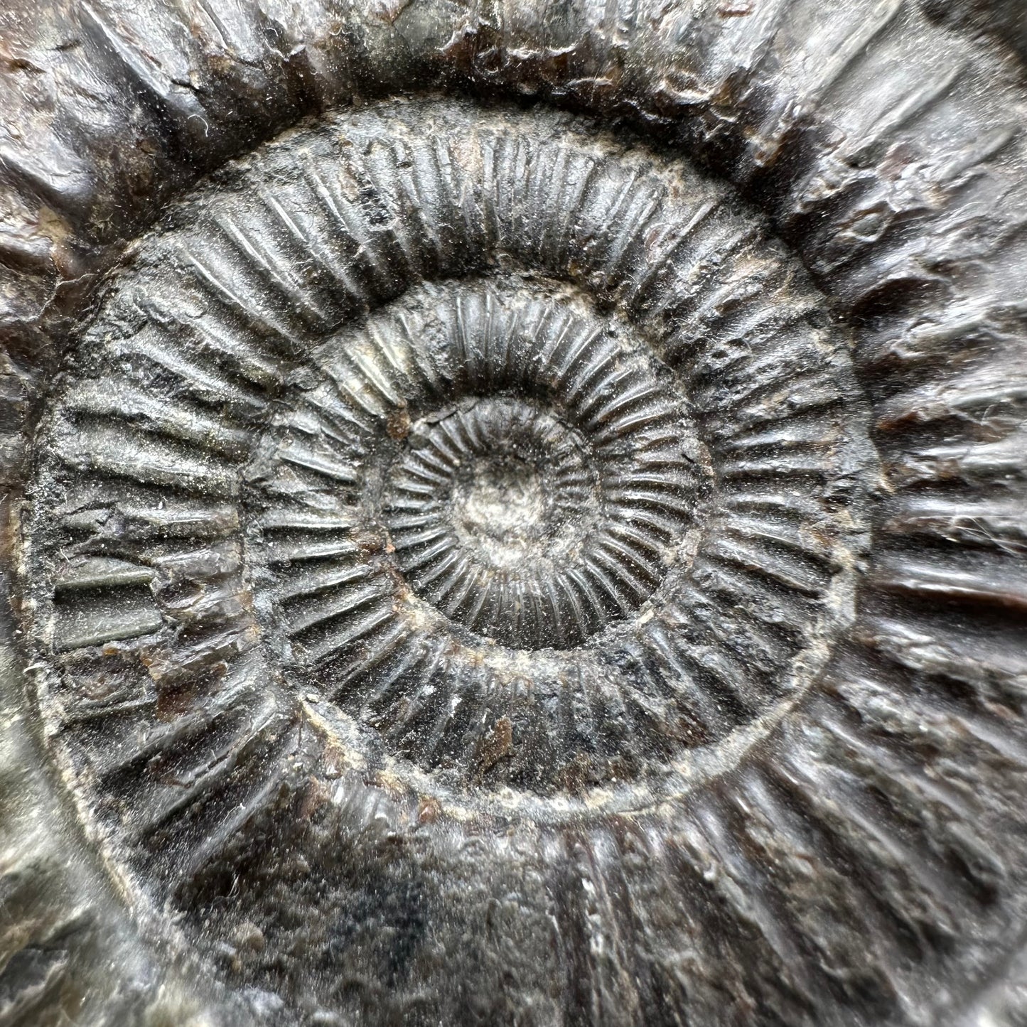 Dactylioceras Ammonite Fossil With Box And Stand - Whitby, North Yorkshire Jurassic Coast Yorkshire Fossils