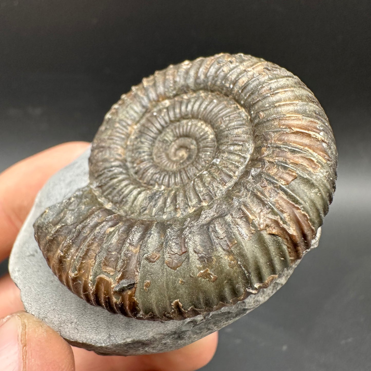 Dactylioceras Ammonite Fossil With box and Stand - Whitby, North Yorkshire Jurassic Coast Yorkshire Fossils