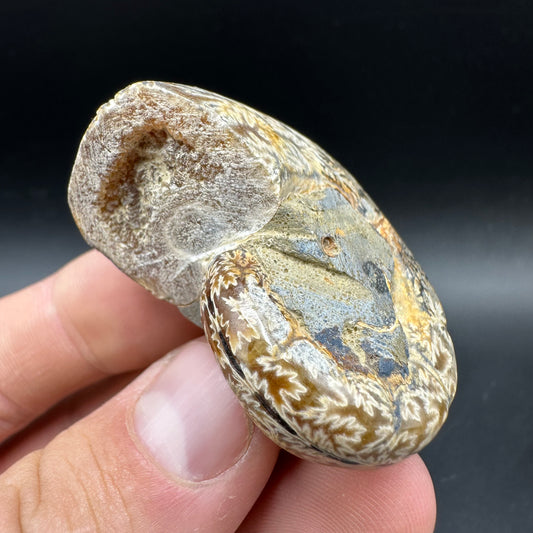 Lytoceras Ammonite Fossil With Box And Stand - Cretaceous Ammonite Madagascar