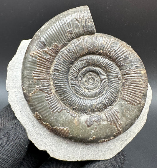 Dactylioceras tenuicostatum Ammonite fossil with box and stand - Whitby, North Yorkshire Jurassic Coast
