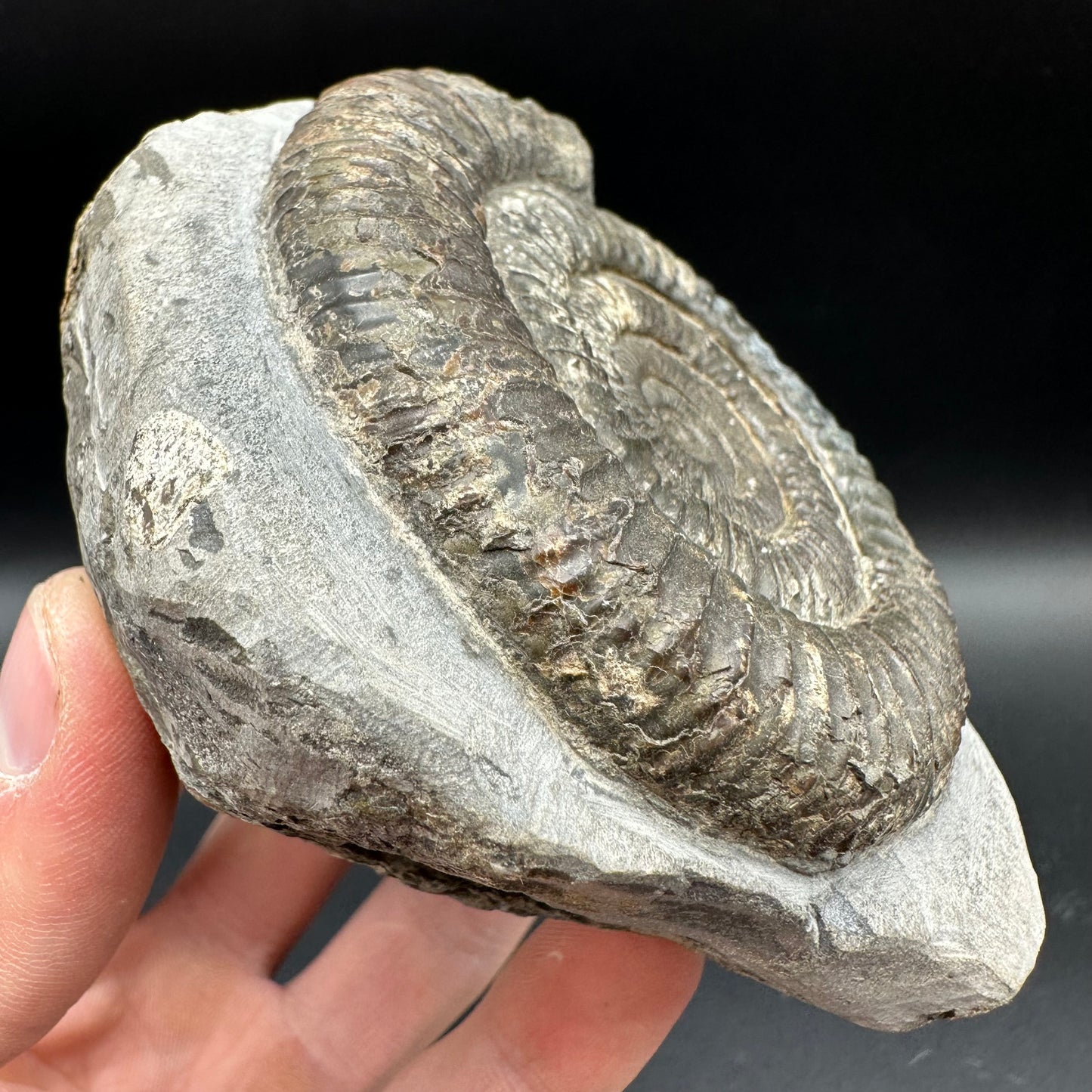 Iridescent Dactylioceras Ammonite Fossil With Box And Stand - Whitby, North Yorkshire Jurassic Coast Yorkshire Fossils