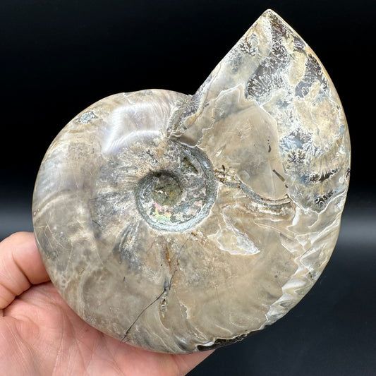 Cleoniceras Ammonite Fossil With Stand - Cretaceous Ammonite Madagascar