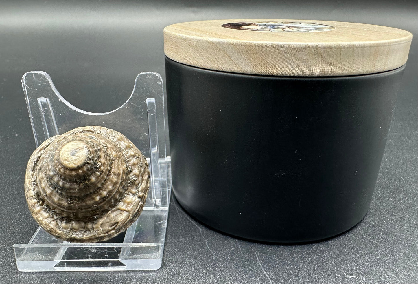 Gastropod Fossil Shell With Tin And Stand - Whitby, North Yorkshire, Jurassic Coast, Yorkshire Fossils