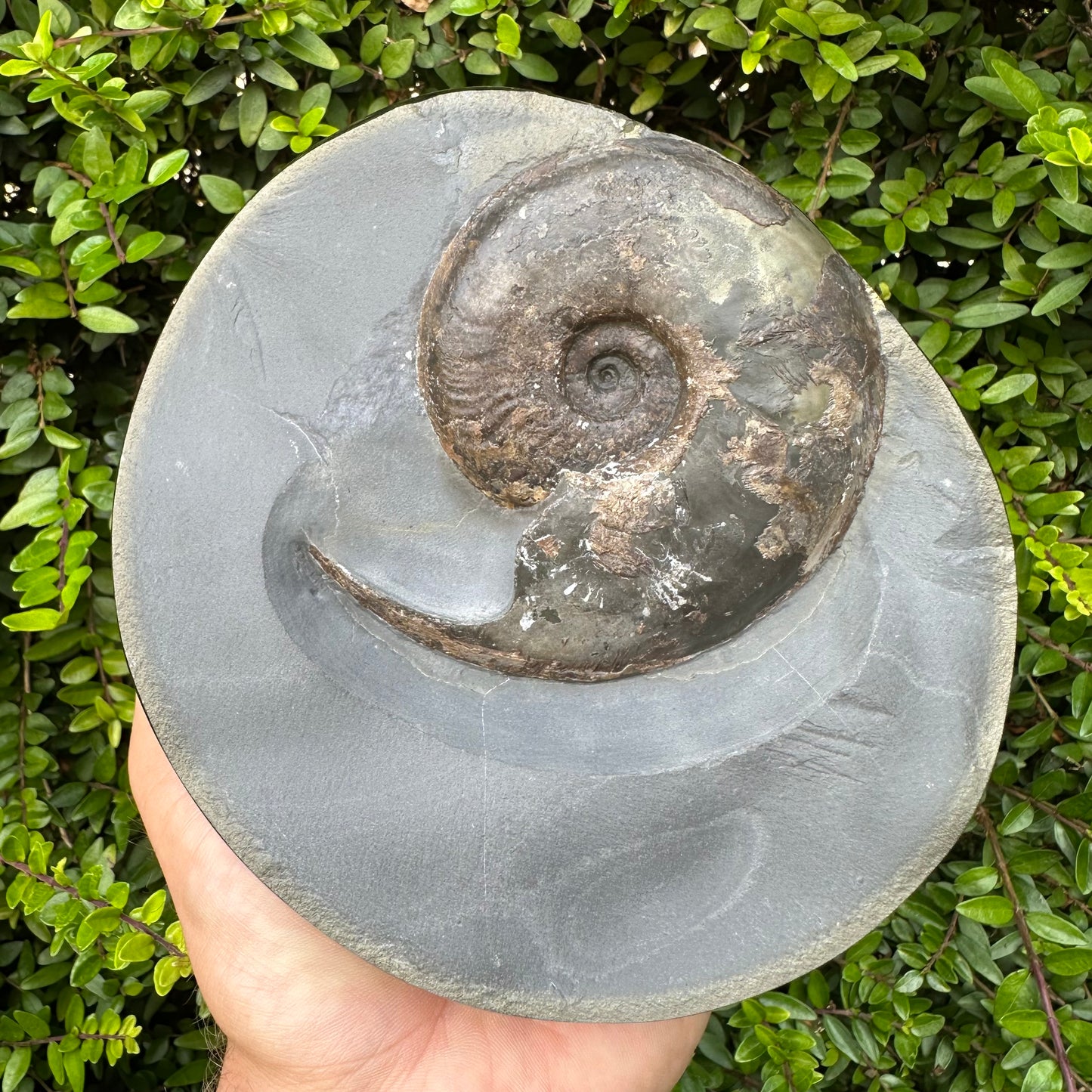 Golden Egg (GENUINE) Ammonite Fossil With Stand - Whitby, North Yorkshire Jurassic Coast Yorkshire Fossils
