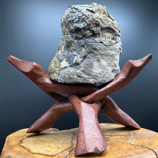 Dactylioceras Ammonite nodule (split pair) Fossil With Stand - Whitby, North Yorkshire Jurassic Coast Yorkshire Fossils