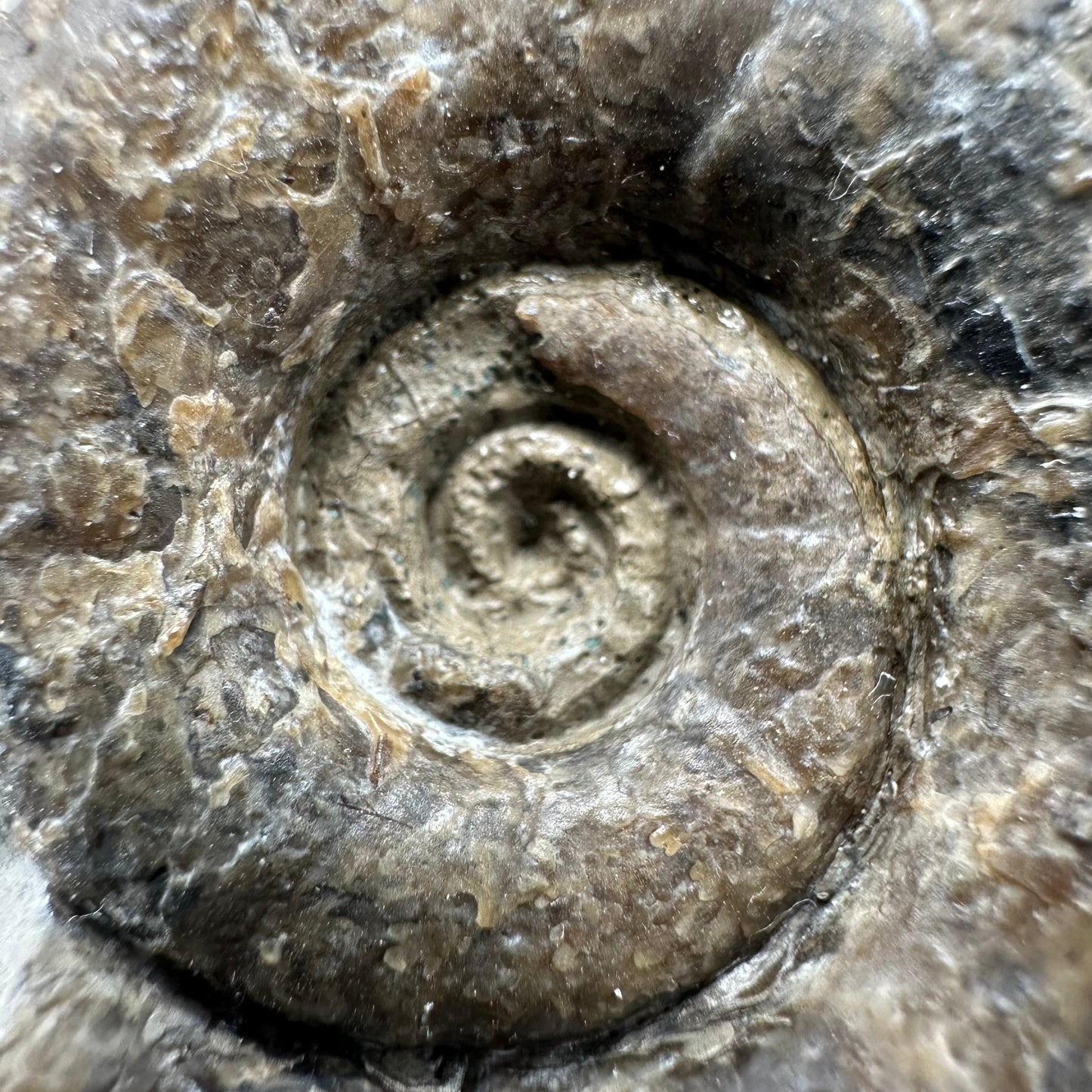 Lytoceras ammonite fossil with box and stand - Whitby, North Yorkshire Jurassic Coast Yorkshire Fossils