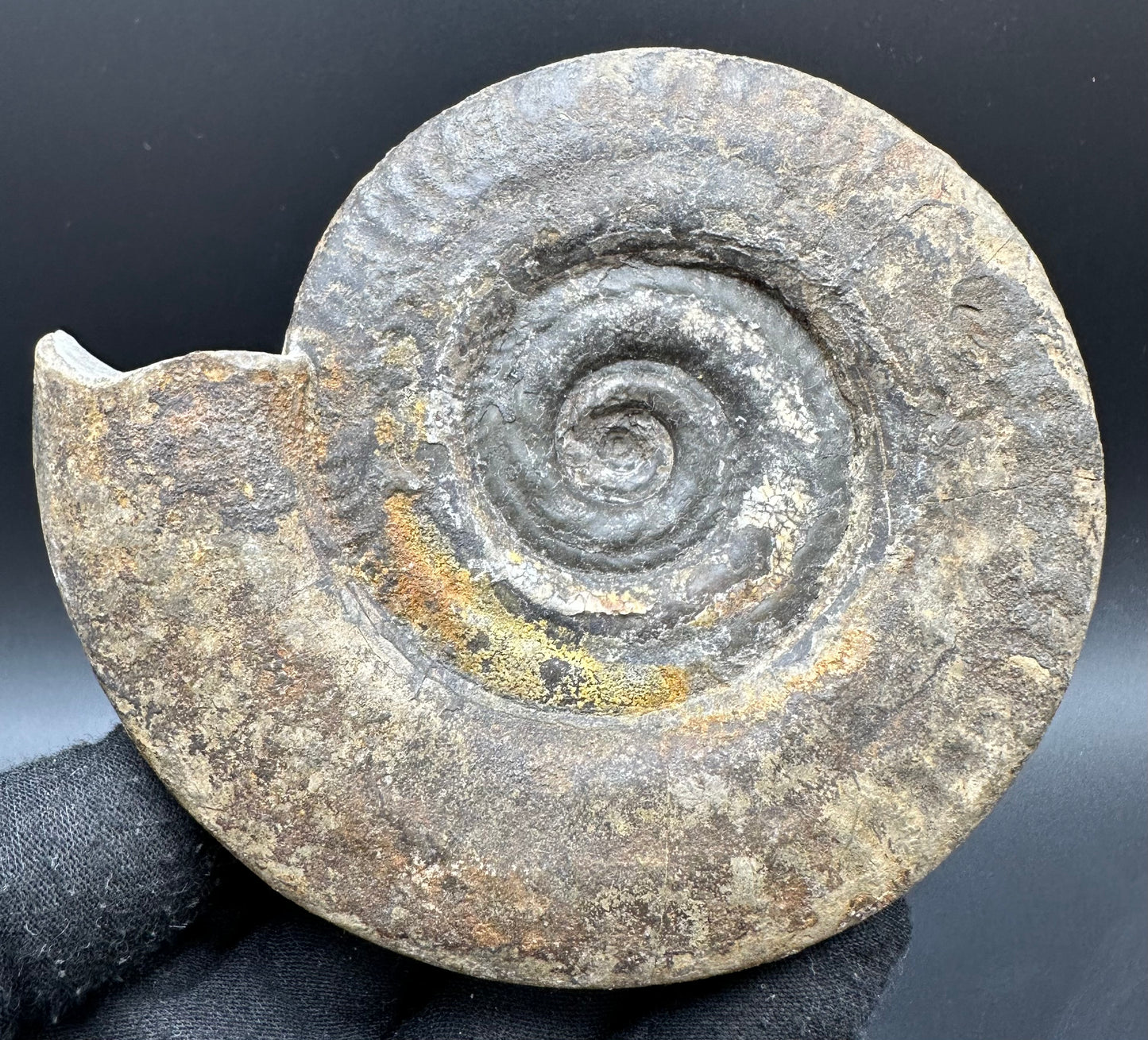 Hildoceras Bifrons Ammonite fossil with box and stand - Whitby, North Yorkshire Jurassic Coast, Yorkshire Fossils from the Jurassic Coast