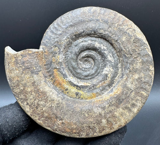 Hildoceras Bifrons Ammonite fossil with box and stand - Whitby, North Yorkshire Jurassic Coast, Yorkshire Fossils from the Jurassic Coast
