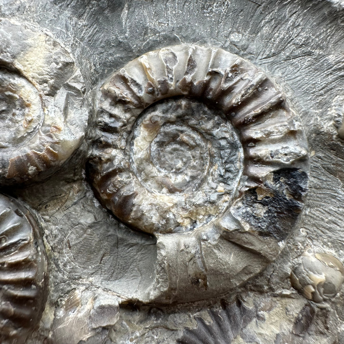 Arnioceras ammonite shell fossil with stand - Whitby, North Yorkshire Jurassic Coast Yorkshire Fossils