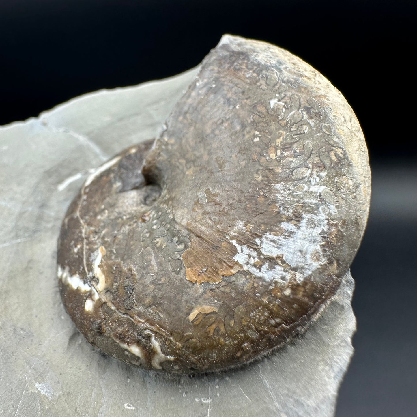 Phylloceras ammonite fossil with box and stand - Whitby, North Yorkshire Jurassic Coast, Yorkshire fossils