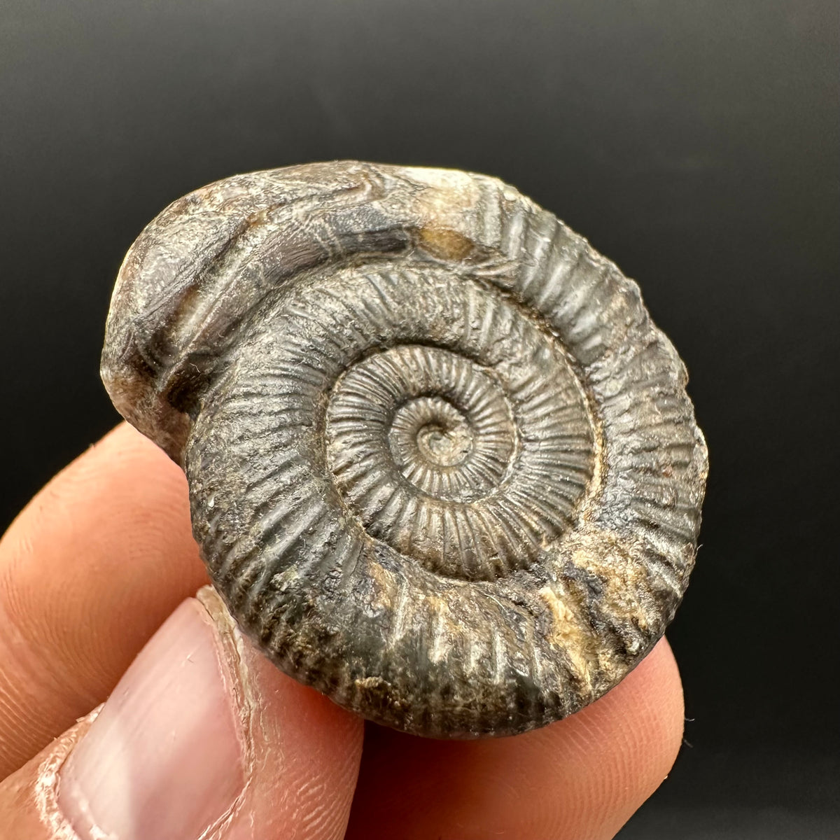 Snakestone Ammonite Fossil With Bag/Box And Stand - Whitby, North Yorkshire Jurassic Coast Yorkshire Fossils