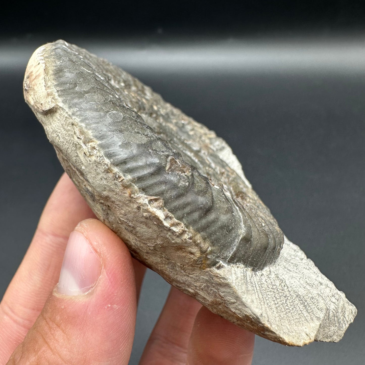 Peronoceras turriculatum ammonite fossil with box and stand - Whitby, North Yorkshire Jurassic Coast, Yorkshire fossils