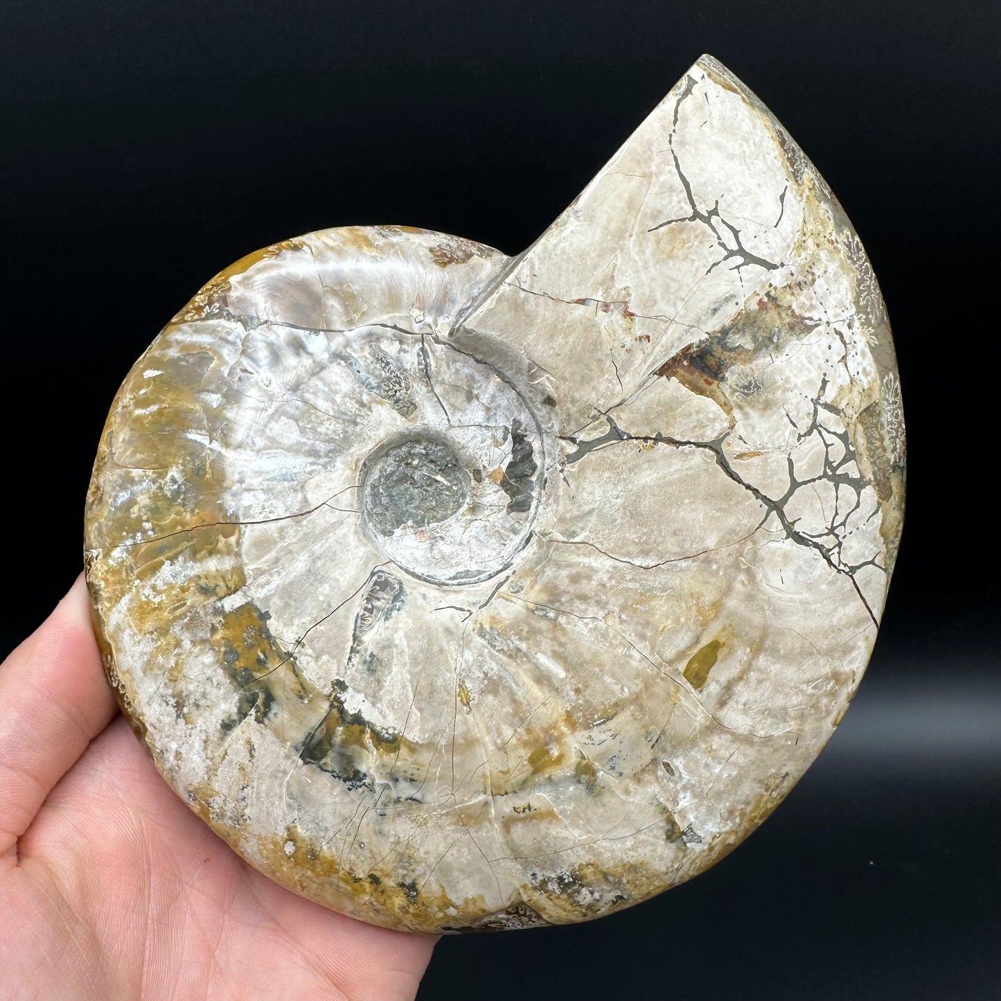 Cleoniceras Ammonite Fossil With Stand - Cretaceous Ammonite Madagascar