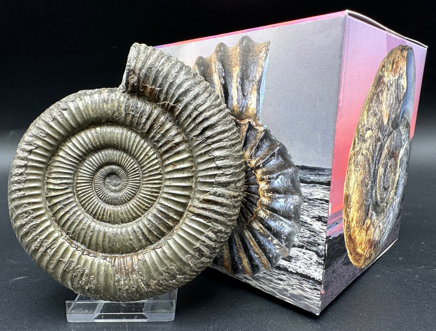 Golden Dactylioceras Ammonite Fossil With Box And Stand - Whitby, North Yorkshire Jurassic Coast Yorkshire Fossils