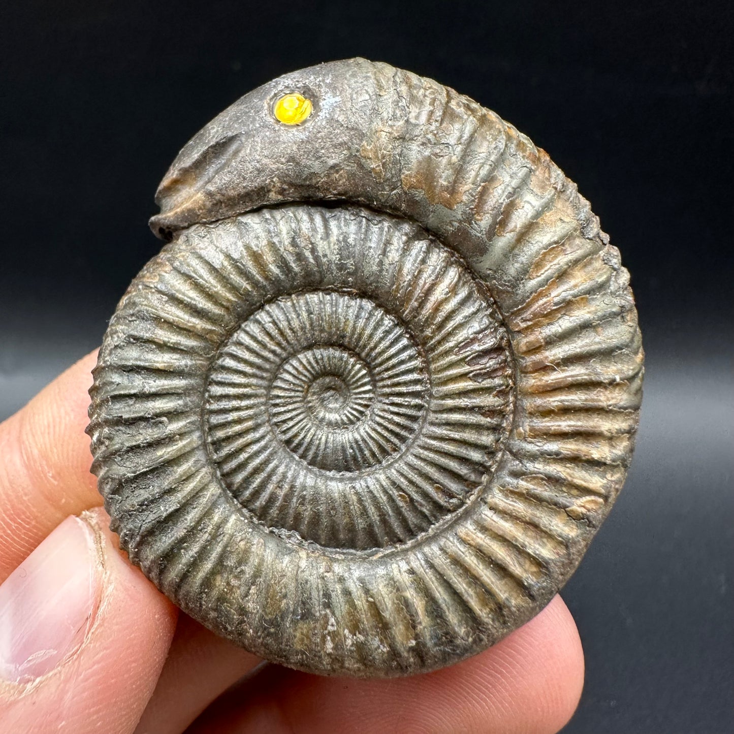 Snakestone Ammonite Fossil With Bag/Box And Stand - Whitby, North Yorkshire Jurassic Coast Yorkshire Fossils