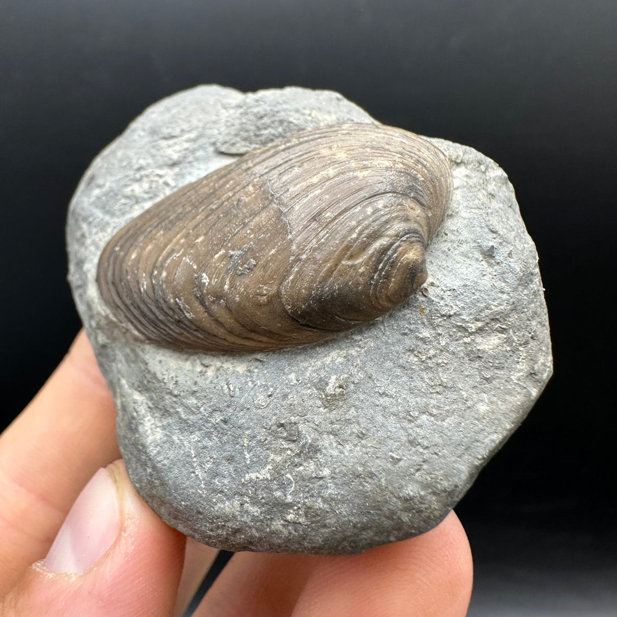 Cardinia Shell fossil - Whitby, North Yorkshire