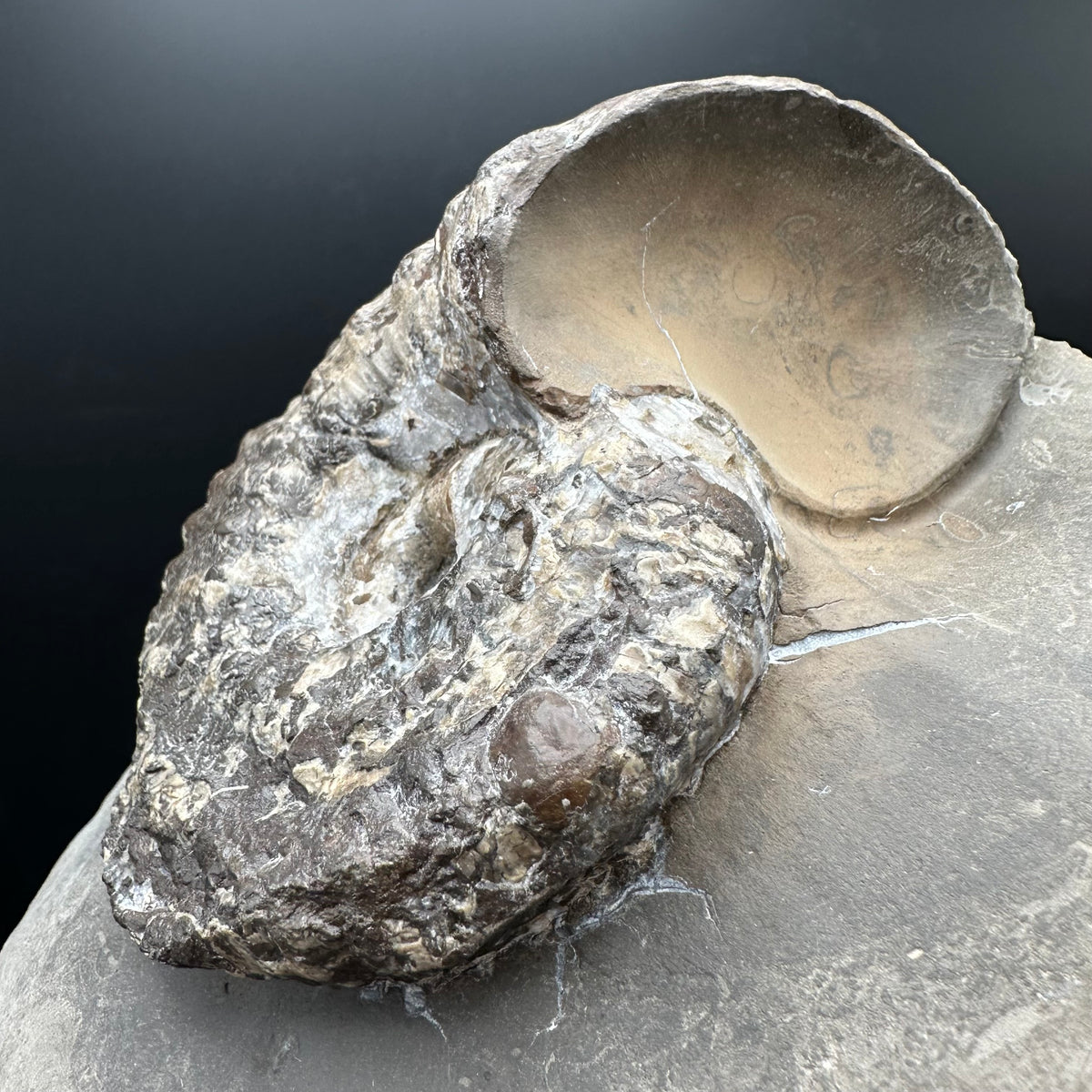 Liparoceras ammonite fossil stand - Whitby, North Yorkshire Jurassic Coast Yorkshire Fossils