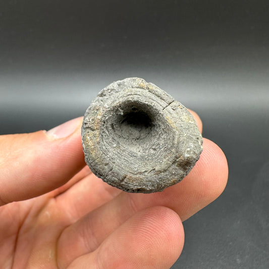 Belemnite (Fossil Squid) shell fossil with box and stand - Whitby, North Yorkshire Jurassic Coast Yorkshire Fossils