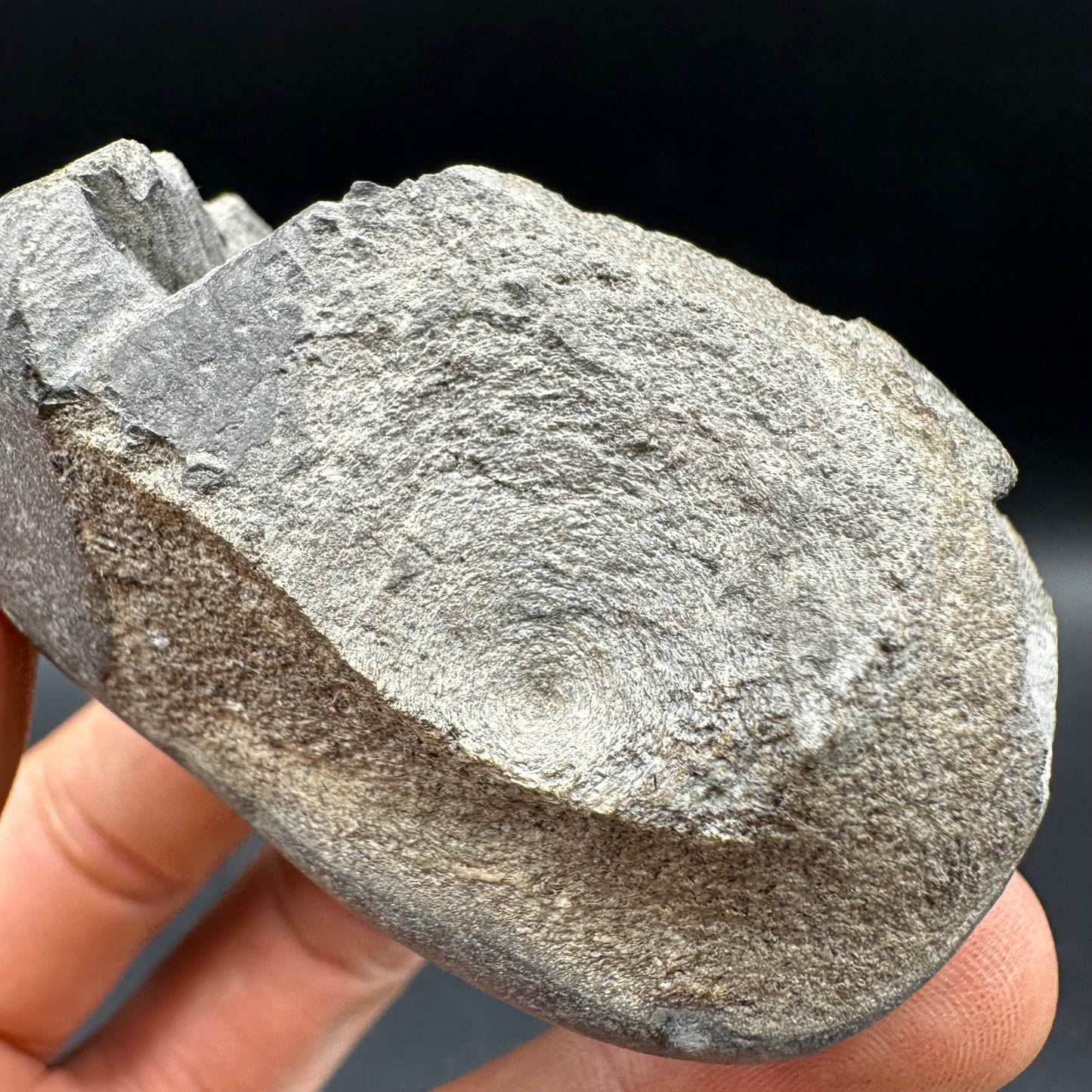 Ichthyosaur Vertebra fossil with box and stand - Whitby, North Yorkshire Jurassic Coast, Yorkshire fossils found on the Jurassic Coast