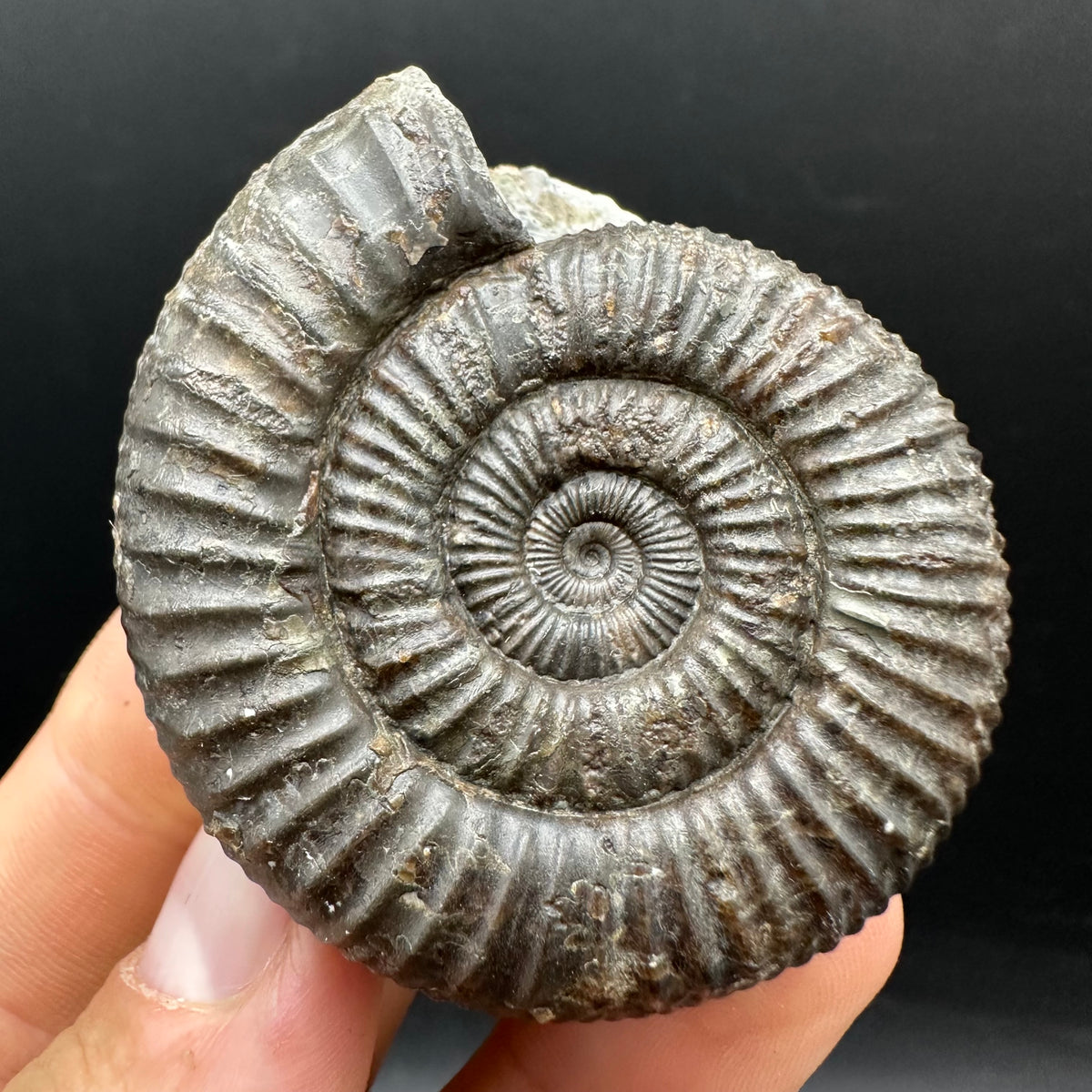 Dactylioceras Ammonite Fossil With box and Stand - Whitby, North Yorkshire Jurassic Coast Yorkshire Fossils