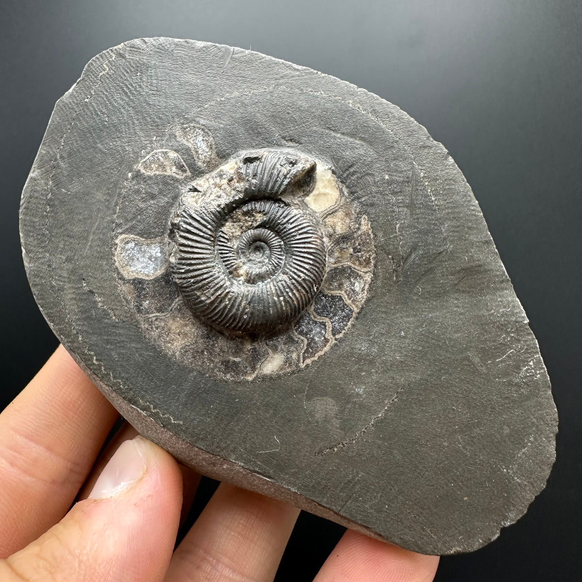 Dactylioceras Ammonite Fossil With box and Stand - Whitby, North Yorkshire Jurassic Coast Yorkshire Fossils