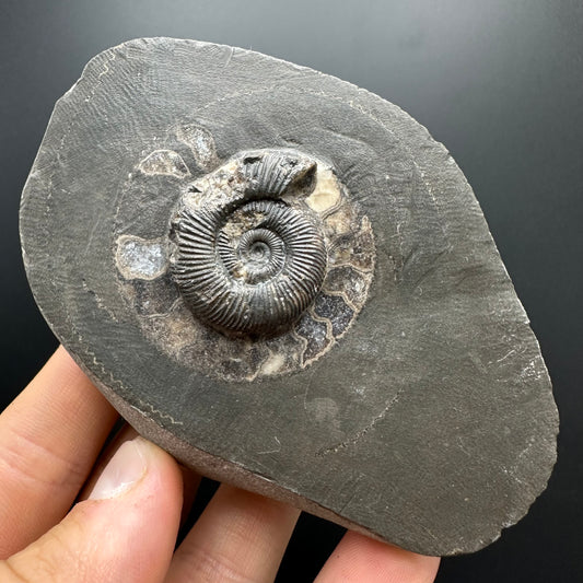 Dactylioceras Ammonite Fossil With box and Stand - Whitby, North Yorkshire Jurassic Coast Yorkshire Fossils