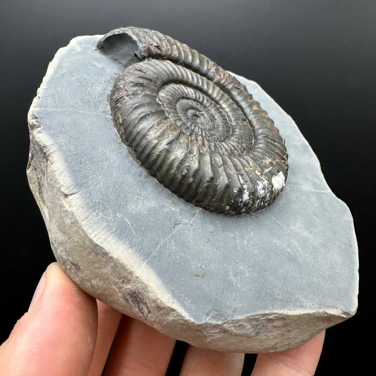 Dactylioceras Ammonite Fossil With Stand - Whitby, North Yorkshire Jurassic Coast Yorkshire Fossils