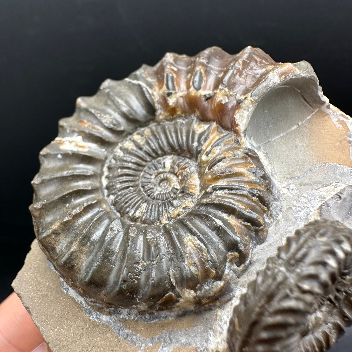 Pleuroceras paucicostatum ammonite fossil with box and stand - Whitby, North Yorkshire Jurassic Coast Yorkshire Fossils