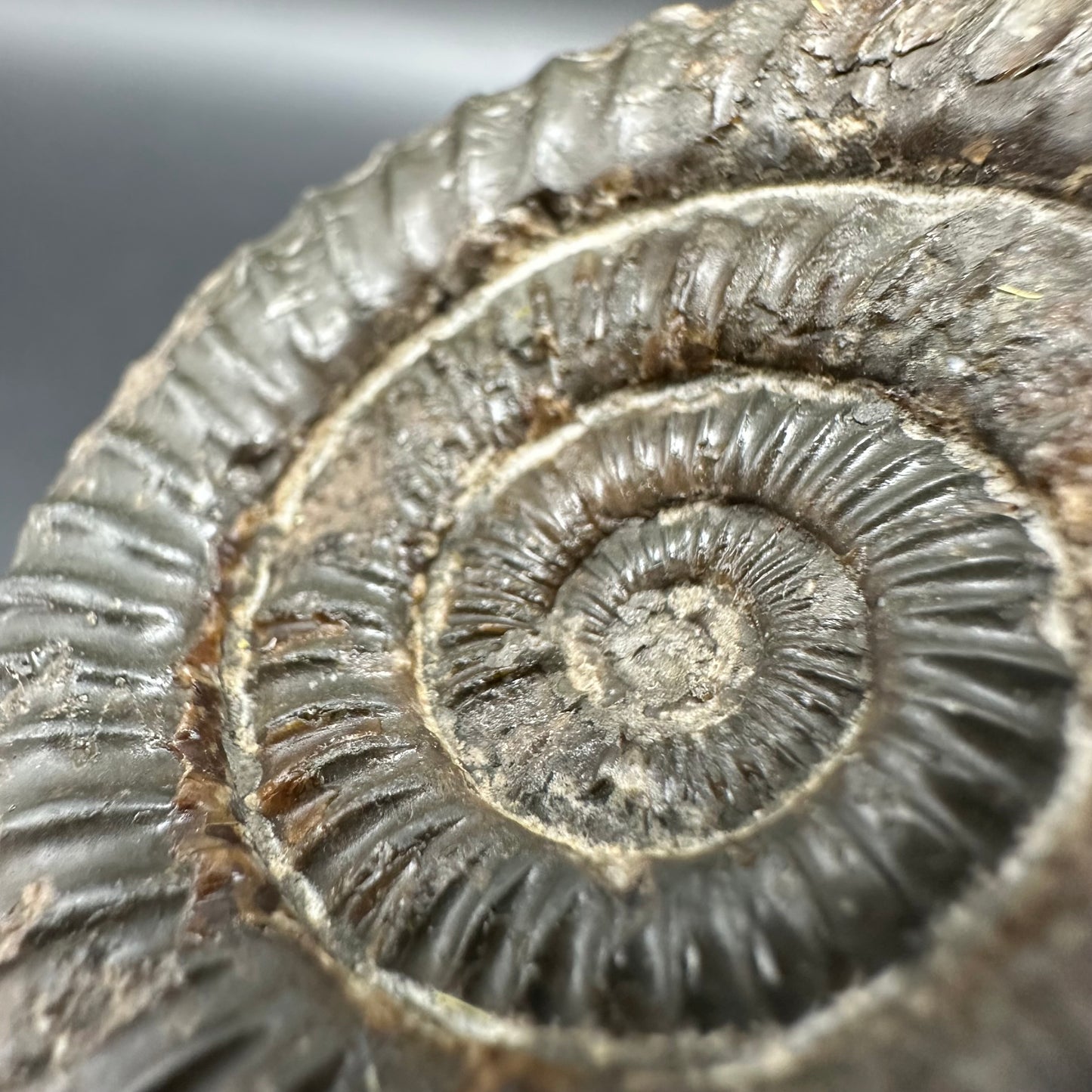 Dactylioceras Ammonite Fossil With Box And Stand - Whitby, North Yorkshire Jurassic Coast Yorkshire Fossils