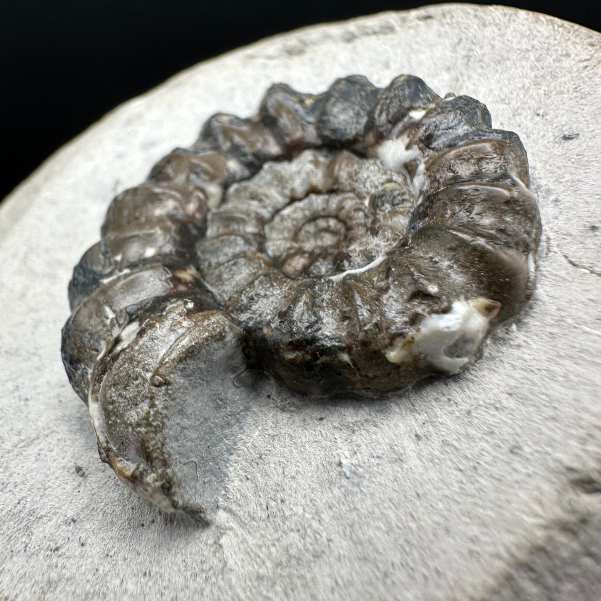 Androgynoceras maculatum ammonite fossil with box and stand - Whitby, North Yorkshire Jurassic Coast Yorkshire Fossils