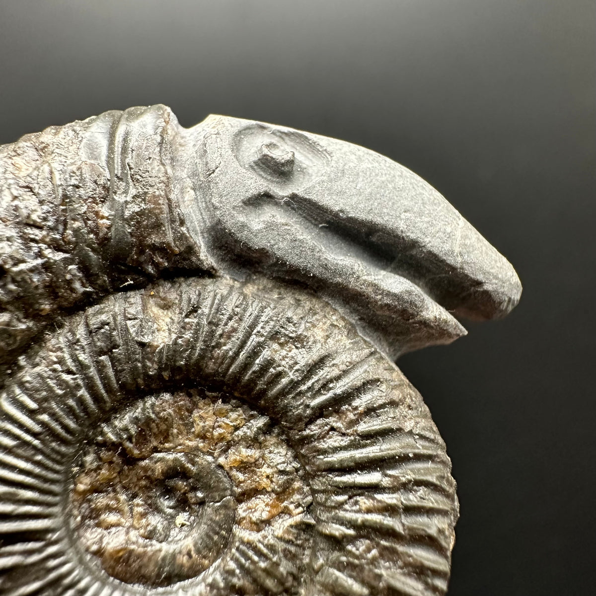 Snakestone Ammonite Fossil With Bag/Box And Stand - Whitby, North Yorkshire Jurassic Coast Yorkshire Fossils