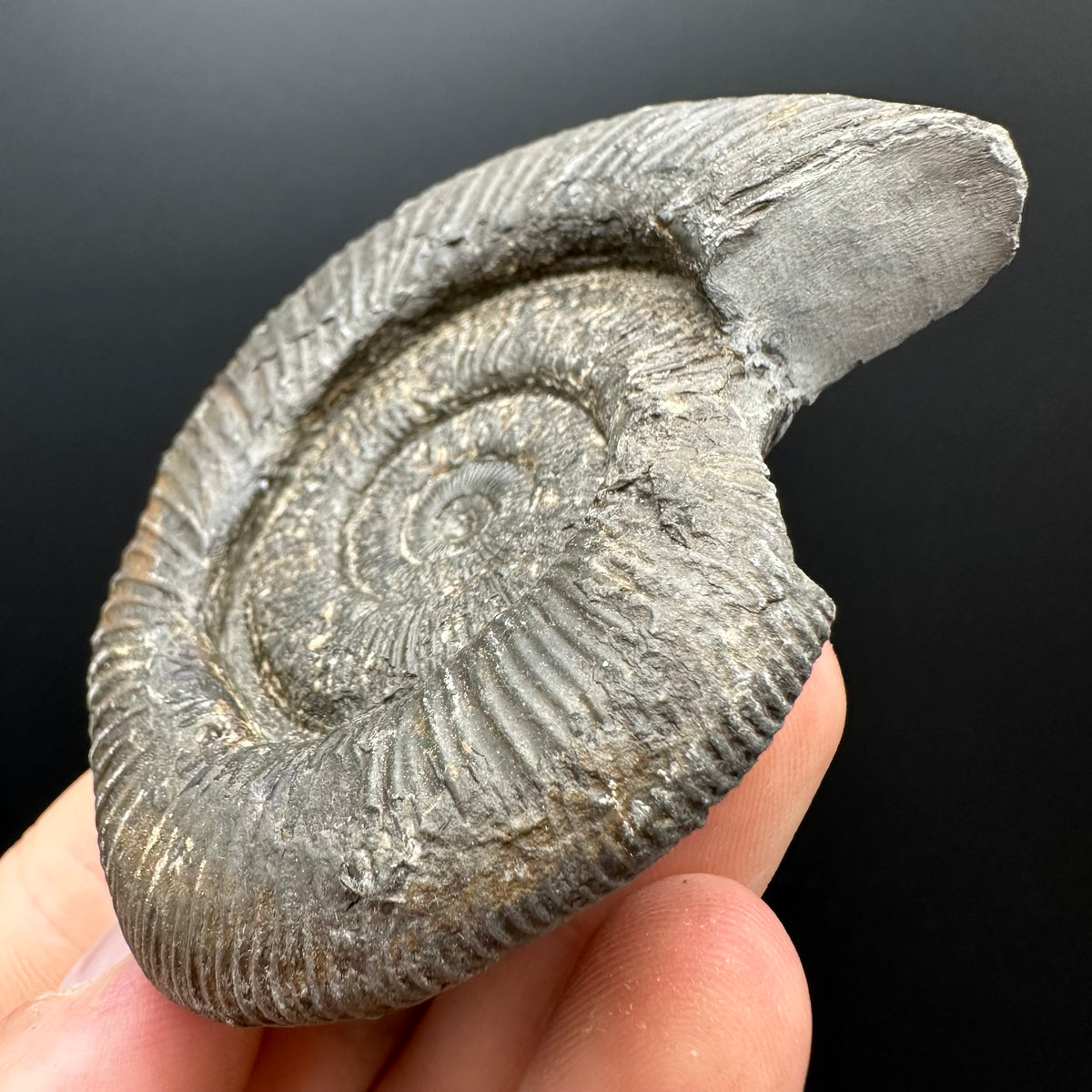 Dactylioceras Ammonite Fossil With box and Stand - Whitby, North Yorkshire Jurassic Coast Yorkshire Fossils