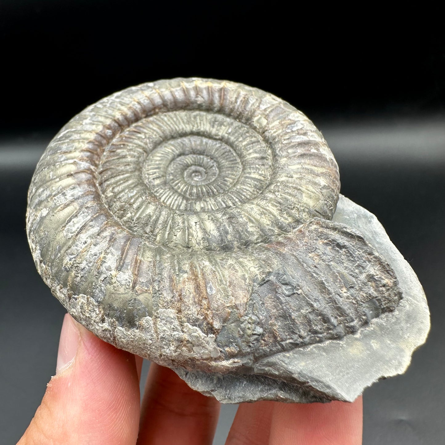 Dactylioceras Ammonite Fossil With Box And Stand - Whitby, North Yorkshire Jurassic Coast Yorkshire Fossils