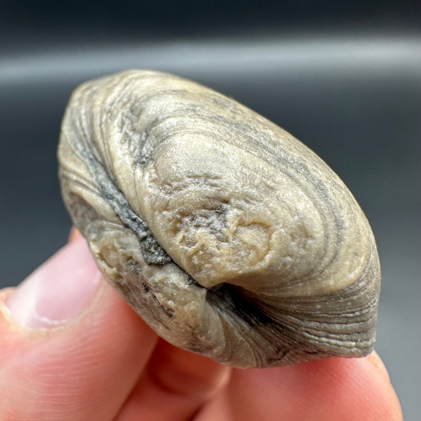 Shell fossil with tin and stand - Whitby, North Yorkshire, Jurassic Coast, Yorkshire Fossils